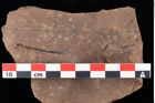 Foto (Detailansicht) von Glyptostrobus europaeus Brongniart (NHMW-GEO-2024-0188-0176)